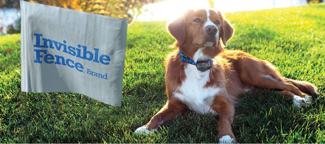 5 Best Invisible Fences for Dogs in 2025: GPS Wireless Collars for Safety & Freedom